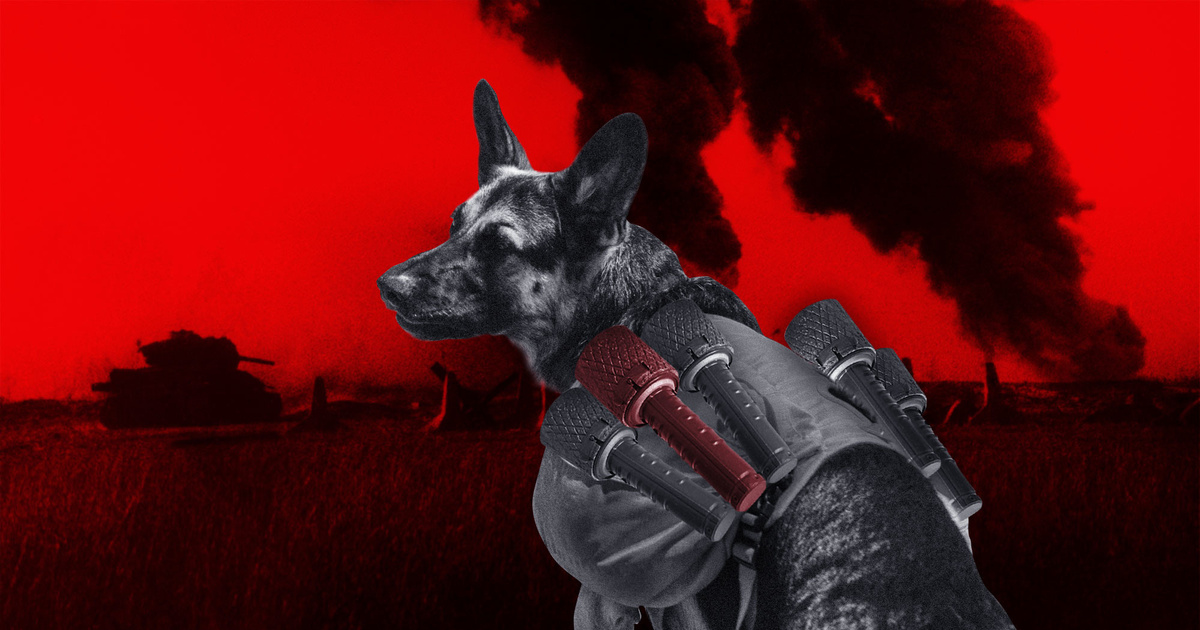 Պատերազմի շներ․ պատմական ակնարկ